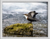 Wasseramsel