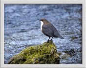 Wasseramsel