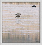 Großer Brachvogel