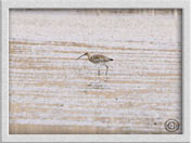 Großer Brachvogel