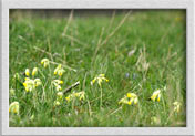 Schlüsselblume